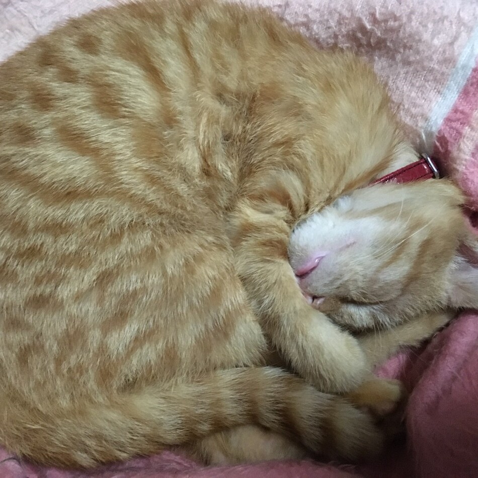 キーのカバー写真
