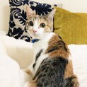 振り向き美人ちゃん【河内長野市】6ヶ月