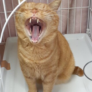 【急募】甘えん坊抱っこ大好き茶トラ君！