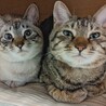 の写真