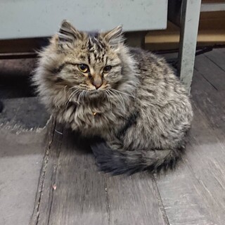 保護猫を迎えませんか？