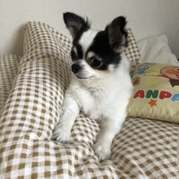 ひなた