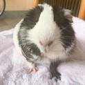 モルモット　里親募集
