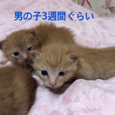 里親募集予備軍