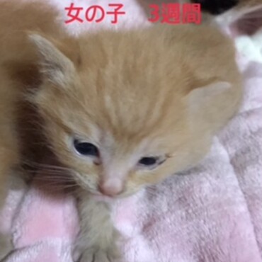 里親募集予備軍の子