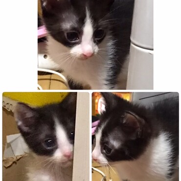 再度里親募集しようか悩み中