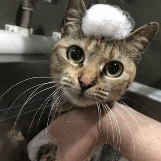 【手術済】おとなしい美猫さん(=^x^=)