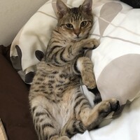 大晴(たいせい)