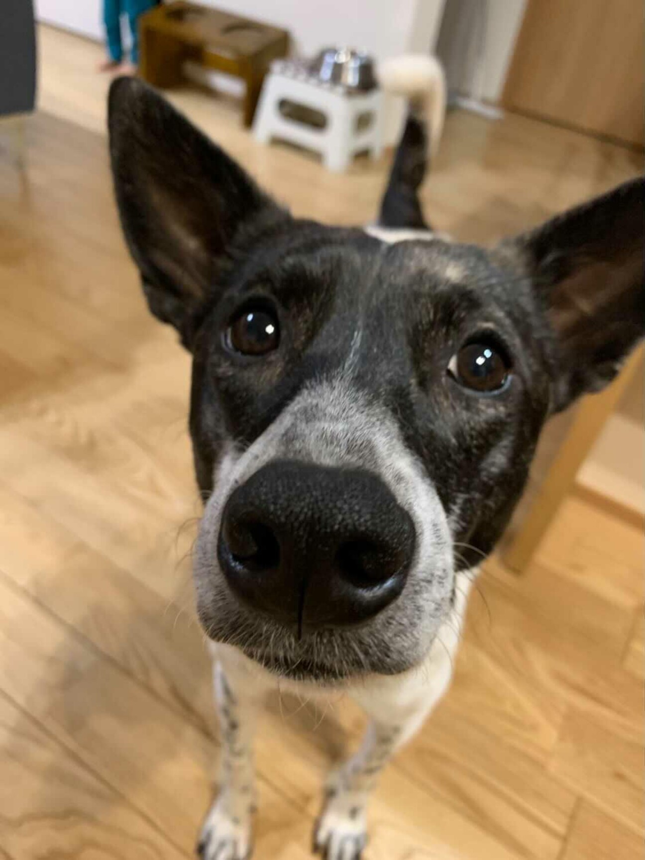 飼い主引っ越しで犬だけ家 埼玉県 犬の里親募集 ペットのおうち 月間利用者150万人