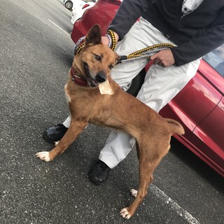 茶白の中型わんこ 猟犬の女の子 037