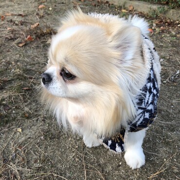 寒い日でもポンチョでぬくぬく