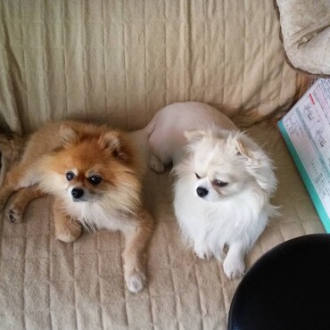 育ての親のレオン（ポメラニアン）と仲良しです。