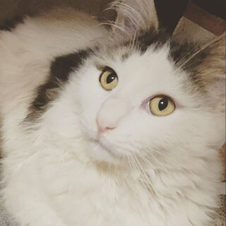 ノルウェージャンミックスの男の子