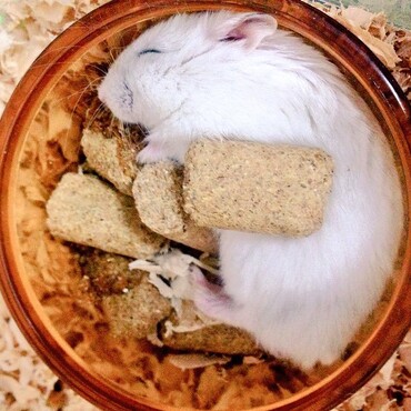 爆睡の爽ちゃん。お腹の餌は飼い主のイタズラです(笑)