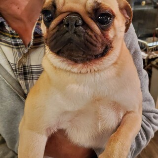 保護っこ♪エリザベス♪里親絶賛募集中！