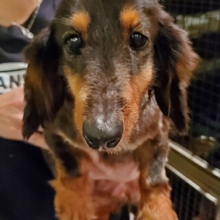 保護っこ♪エル♪里親絶賛募集中！