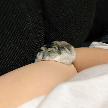 飼い主の腕の上で寝るピノさん。