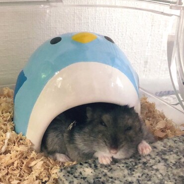 おっさんみたいな寝相のパクチー。