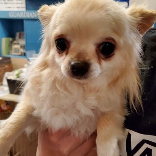 保護っこ♪チム♪里親絶賛募集中！