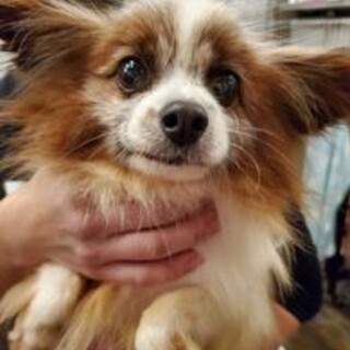 保護っこ♪ラリス♪里親絶賛募集中！