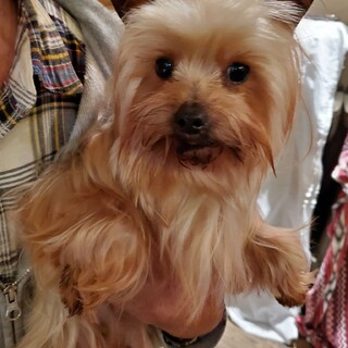 保護っこ♪テリーヌ♪里親絶賛募集中！