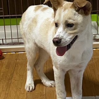 友達大好きチップの安心出来るお家を探しています