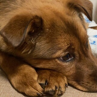チョコちゃんが安心できるずっとのお家を探しています