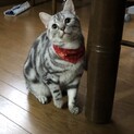 アメショ2歳女の子 ツンデレ甘えたさん 
