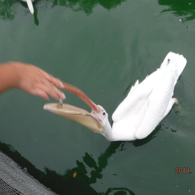 かわになのカバー写真