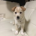暖かい家庭待ってます★男の子3ヶ月