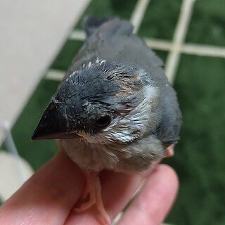 桜文鳥の雛　里親募集しています。