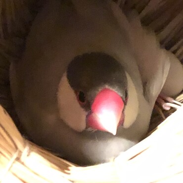 我が家になってきてすぐあずきちゃんと仲良しになってくれて甲斐甲斐しく卵のお世話をするぎんちゃん