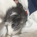 モルモット里親さん 再募集