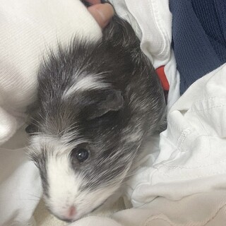 モルモット里親さん 再募集