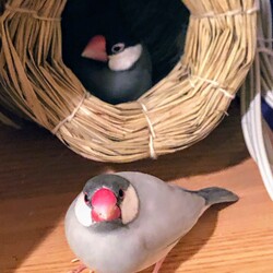 「抱卵失敗」サムネイル2