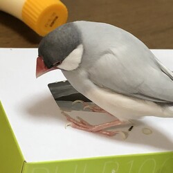 「抱卵失敗」サムネイル3