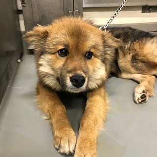 可愛いが、手ごわいワーゲン君→ボランティア譲渡決定