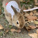 ミニウサギ ♀撫でられるのが好き