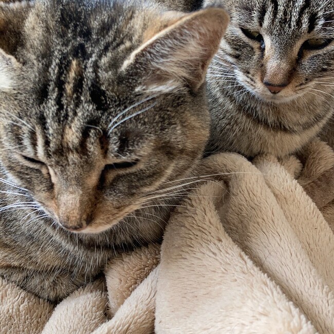 ねすかふぇのカバー写真