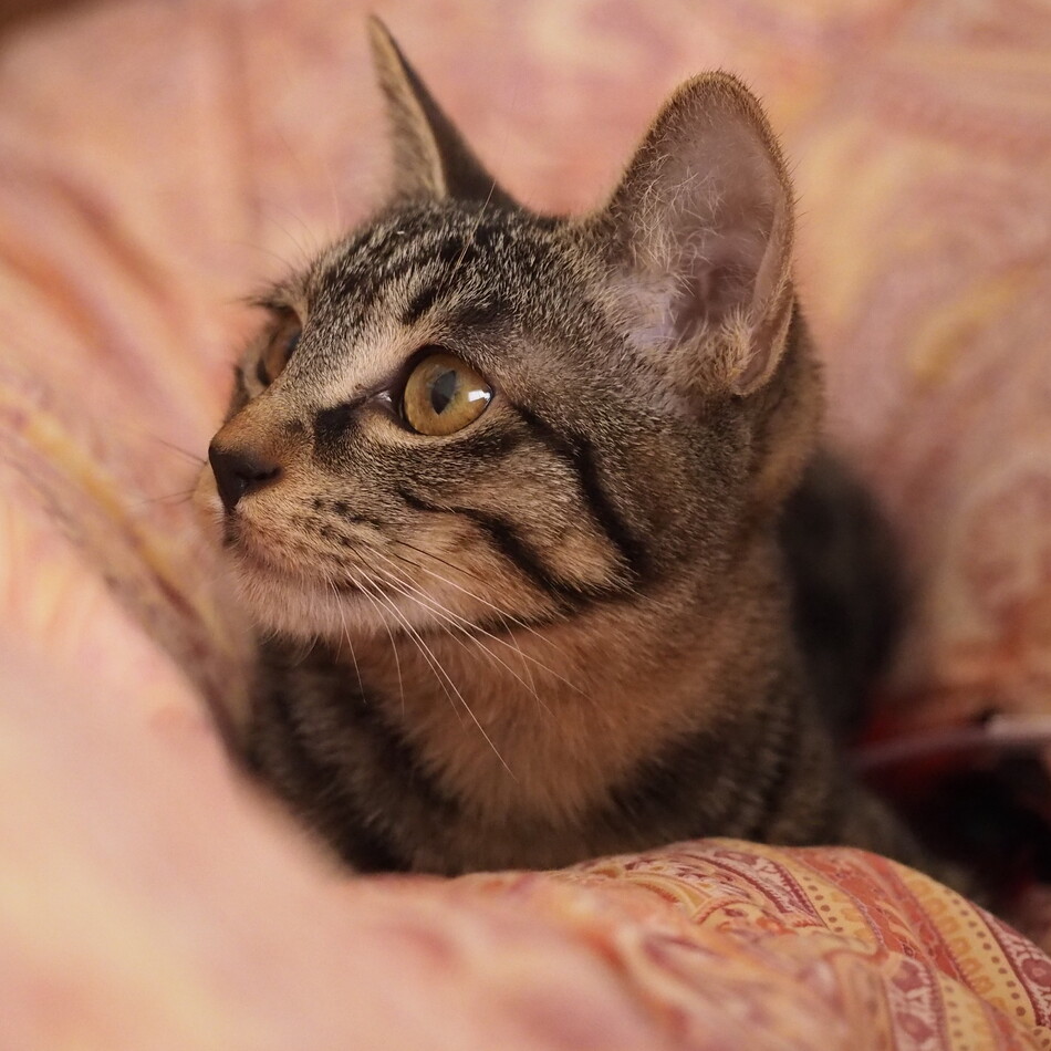 レイアのカバー写真