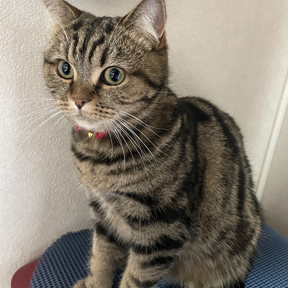 バーにゃんのカバー写真