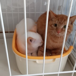 緊急‼️24日まで‼️多頭飼育崩壊現場から！