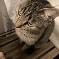 ちょこ