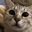 こしひかり