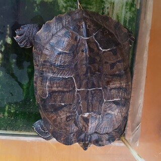 ミシシッピアカミミガメ。おとなしい子です。