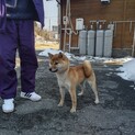 里親を募集しています