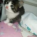 ママが愛情たっぷりで育てています(=^・^=)