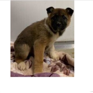 7匹兄妹の子犬たちです。842〜850
