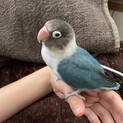 ボタンインコの里親募集します