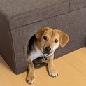 たった一人で生き抜いた頑張り屋さん。怖がりです。